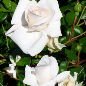 Rosier grimpant White New Dawn - Rosa white new dawn - Plantes