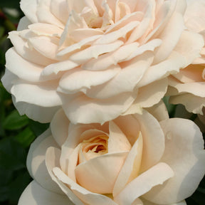 Rosier  Lions-Rose ® - Rosa Lions-Rose ® - Plantes