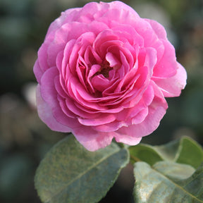 Rosier grimpant Ozeana ® - Rosa ozeana ®