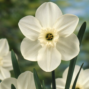 5 Mini-narcisses Princess Zaide - Narcissus 'princess zaide' - Plantes