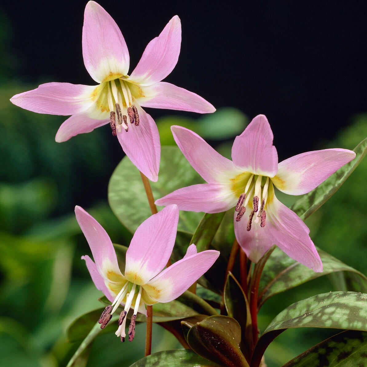 Erythrone Purple King* - Erythronium 'purple king' - Plantes