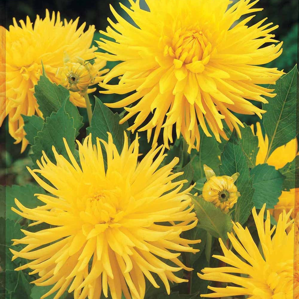 3 Dahlias cactus nain Yellow Happiness - Dahlia yellow happiness - Plantes