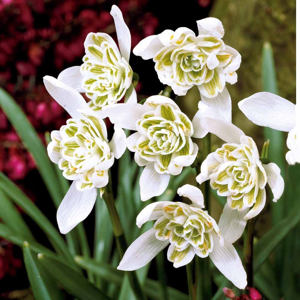 10 Perce-neige double - Galanthus nivalis flore pleno - Bulbes à fleurs