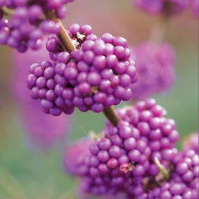 Callicarpa Profusion - Callicarpa bodinieri profusion - Plantes