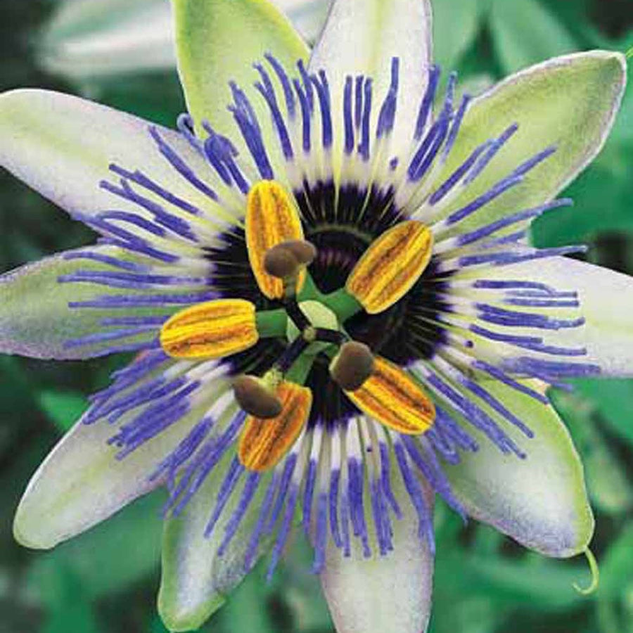 Passiflore Ciel Bleu Passiflora Caerulea Blue Sky 1783