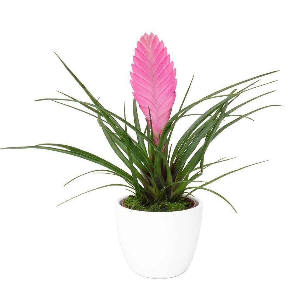 Tillandsia bleu - Tillandsia cyanea - Plantes