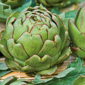 Artichaut Vert de Provence - Cynara cardunculus vert de provence - Potager