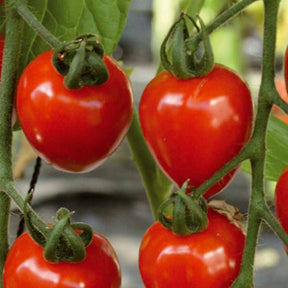 Collection de Tomates cerises - Collection tomates cerises - Potager