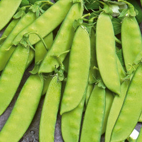 Pois mangetout Vroege Hendriks - Pisum sativum vroege hendriks - Potager