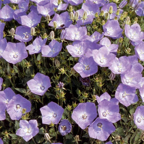 Campanule bleue des monts Carpathes vivace - Campanula carpatica - Potager