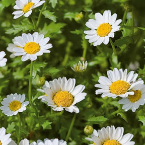 Chrysanthème nain annuel Snow Daisy - Chrysanthemum paludosum - Potager