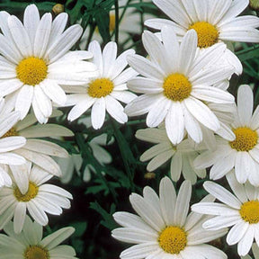 Chrysanthème des prés à grande fleur vivace Alaska - Chrysanthemum leucanthemum vulgare - Potager