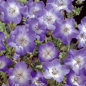 Némophile remarquable Prince Gustav's Eyes - Nemophila menziesii - Potager