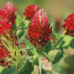 Trèfle rouge Bio - Trifolium incarnatum - Potager