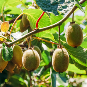 Kiwi Hayward - Actinidia deliciosa hayward - Plantes