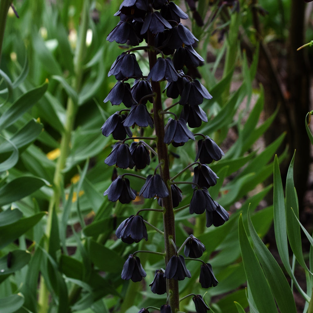 Fritillaire de Perse - Fritillaria persica - Fritillaire