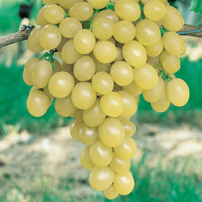 Vigne Italia - Vitis vinifera italia - Fruitiers Arbres et arbustes