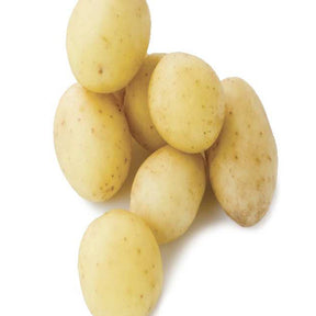 25 Pommes de terre Penni Bio - Solanum tuberosum penni - Potager