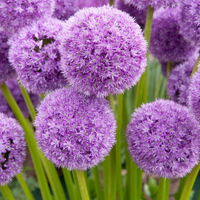 2 Alliums his excellency - Allium his excellency - Plantes