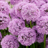 Allium Gladiator - Allium gladiator - Plantes vivaces