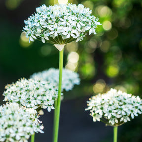 10 Alliums Nigrum - Allium nigrum - Plantes