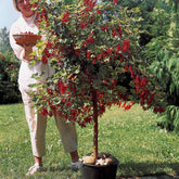 Collection de 2 groseillier et cassis sur tige - Ribes rubrum, nigrum - Plantes