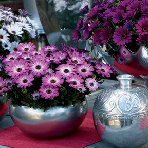 Collection de 9 Marguerites du Cap : pourpres, roses blancs, blancs - Osteospermum margarita 'purple', 'pink flave', 'white' - Plantes