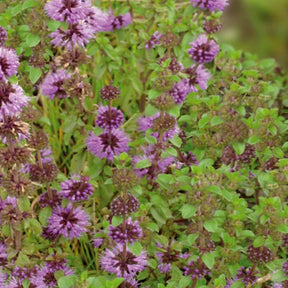 Menthe pouliot - Mentha pulegium - Potager