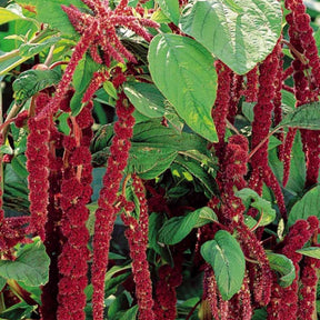 Amarante queue de renard - Amaranthus caudatus - Potager