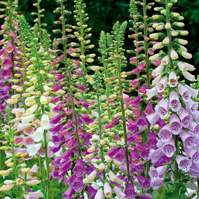 Digitales pourpre Excelsior en mélange - Digitalis purpurea - Potager