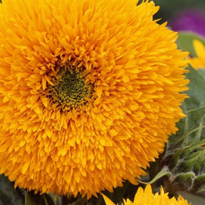 Tournesol à fleur double naine Teddy Bear - Helianthus annuus teddy bear - Potager