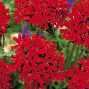 Croix de Jérusalem - Lychnis chalcedonica - Potager