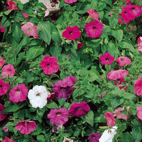 Pétunias à fleurs Balcony en mélange - Petunia x hybrida pendula - Potager