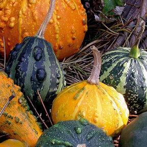 Coloquintes à petits fruits en mélange - Cucurbita pepo - Potager