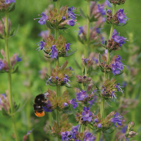 Collection de graines mellifères Bio - Trifolium incarnatum, Hyssopus officinalis, Lavendula vera - Potager