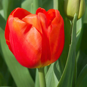 10 Tulipes Triomphe Cadans - Tulipa 'cadans' - Plantes