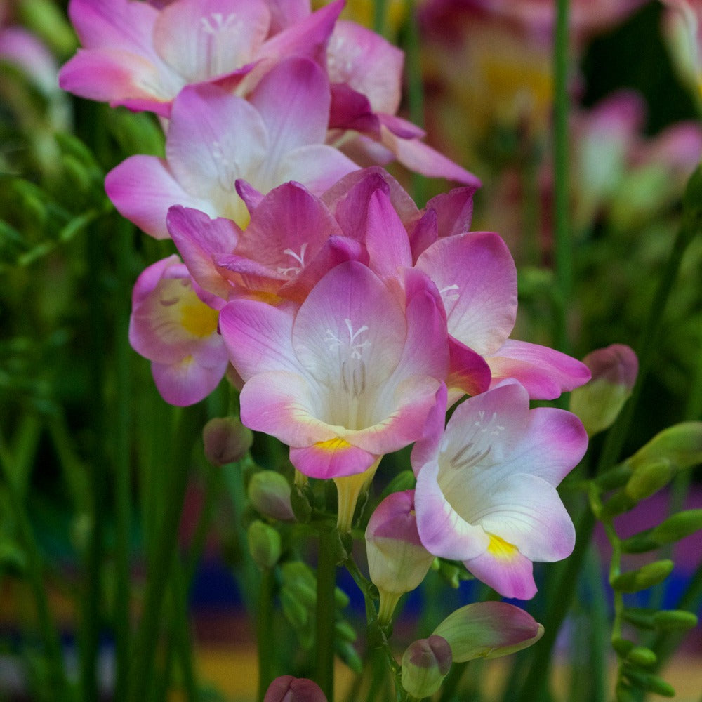 Freesia simple Rose - Freesia 'pink' - Plantes