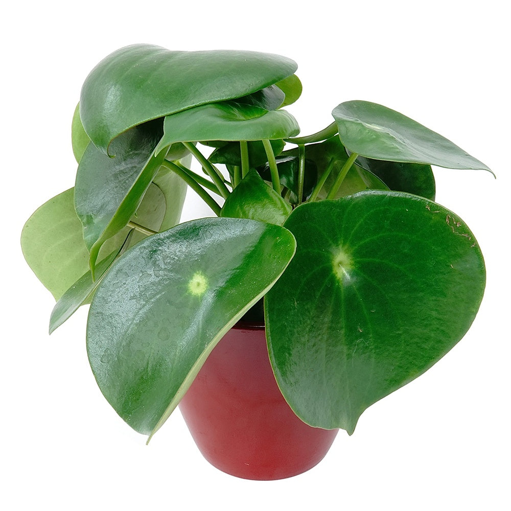 Peperomia Raindrop - Peperomia raindrop - Plantes