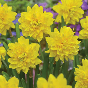 10 Narcisses Tête à Tête doubles - Narcissus tête à tête - Plantes