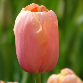 7 Tulipes Menton - Tulipa 'menton' - Plantes