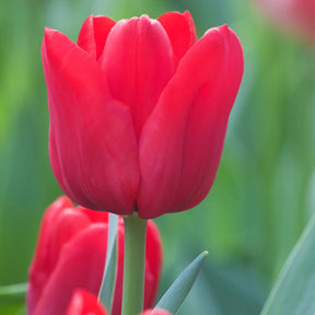 10 Tulipes Triomphe Ile de France - Tulipa 'ile de france' - Plantes