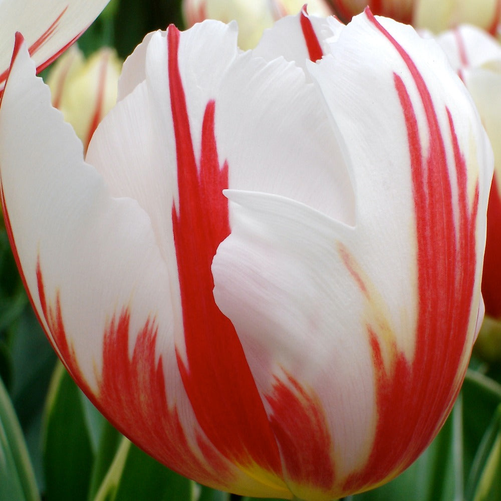 10 Tulipes Triomphe Carnaval de Rio - Tulipa 'carnaval de rio' - Plantes