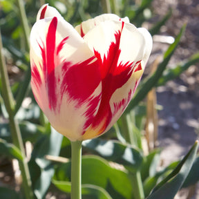 10 Tulipes Triomphe Carnaval de Rio - Tulipa 'carnaval de rio' - Bulbes à fleurs