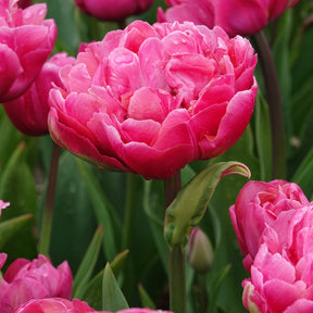 7 Tulipes doubles Amazing Grace - Tulipa 'amazing grace' - Plantes