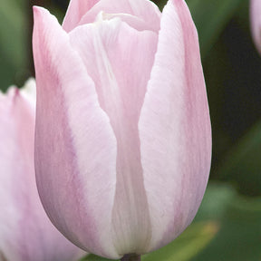 7 Tulipes Triomphe Silver Cloud - Tulipa 'silver cloud' - Plantes