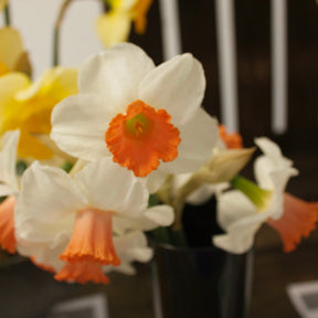 5 Narcisses Skype - Narcissus 'Skype' - Plantes