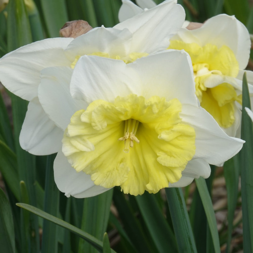 5 Narcisses à grande couronne Ice follies - Narcissus 'ice follies' - Plantes