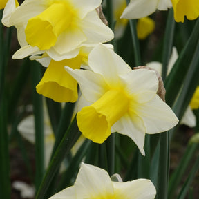 7 Narcisses Golden Echo - Narcissus 'golden echo' - Plantes