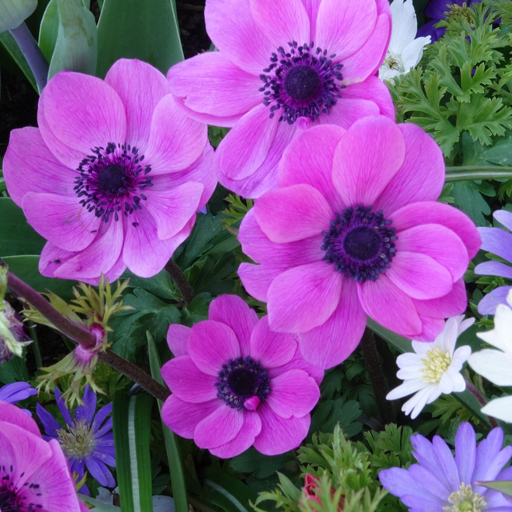 Anémones coronaria roses - Anemone 'sylphide' - Plantes