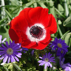 Anémones coronaria rouges - Anemone 'hollandia' - Plantes